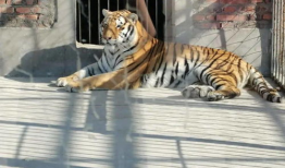 两只老虎视频,萌宠互动，欢乐无限